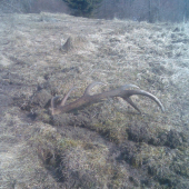 Dnešná úspešná vychádzka