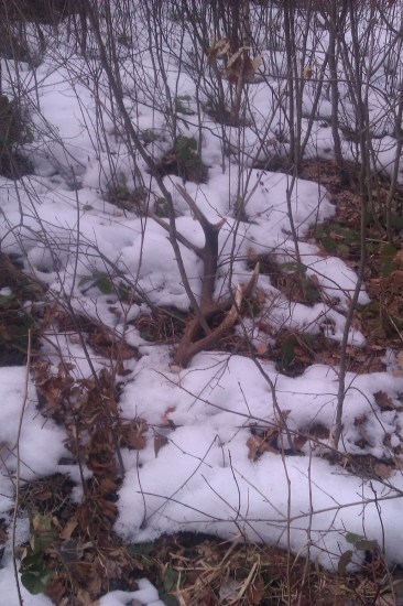 Dnešná hodinová vychádzka...