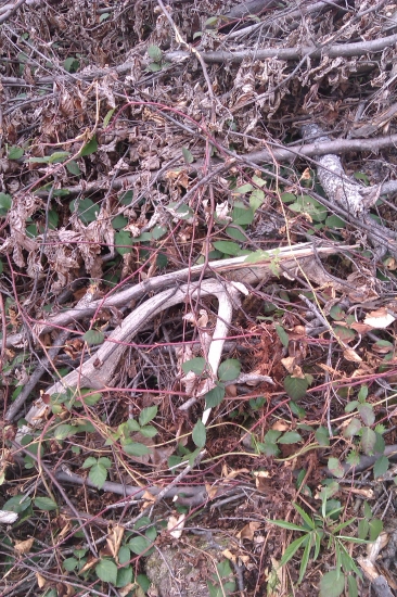 dnešna vychàdzka s Polovnikom40...