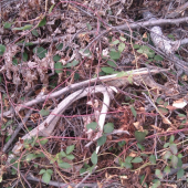 dnešna vychàdzka s Polovnikom40...