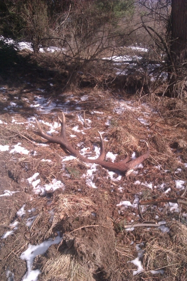 konečne pár k ID 198286...po dlhom hladaní napokon predsa..nepr.14-torak ...cca 8 r