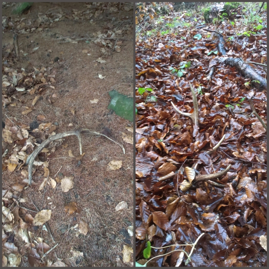 Kedysi davno na spoločnej polovacke.