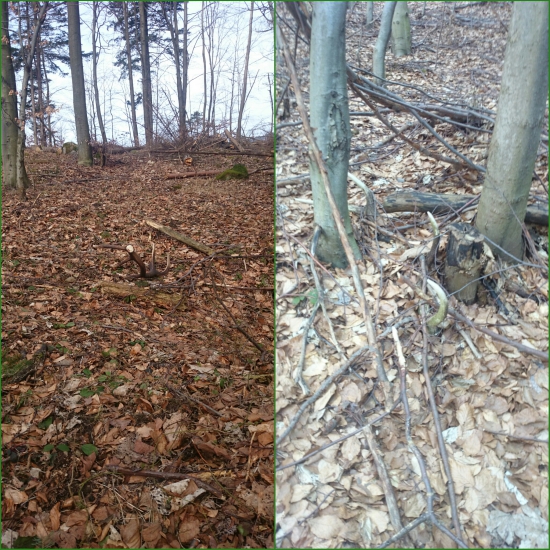 Dnesna vychadzka s lovecis10