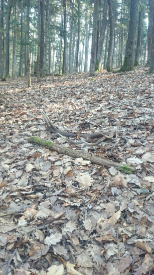 Dnesna ranna vychadzka ;-))