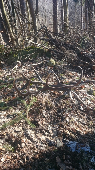 Marcová prechádzka s LovecIS10