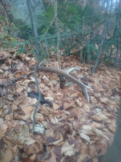 12 torak zo spoločnej poľovačky... Rok si polezal