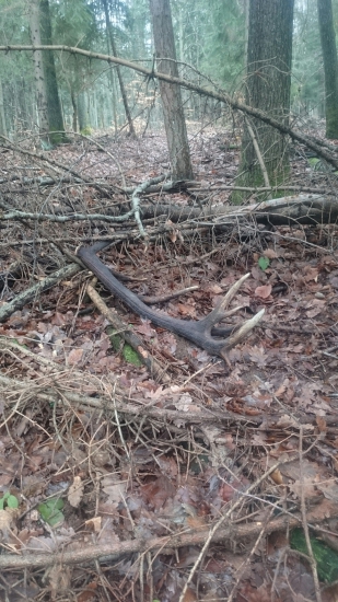 16-torak.. Váha 4kg... Rok si polezal..