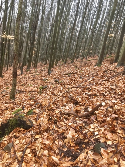 Ranná vychádzka...nepr. 10 torák..