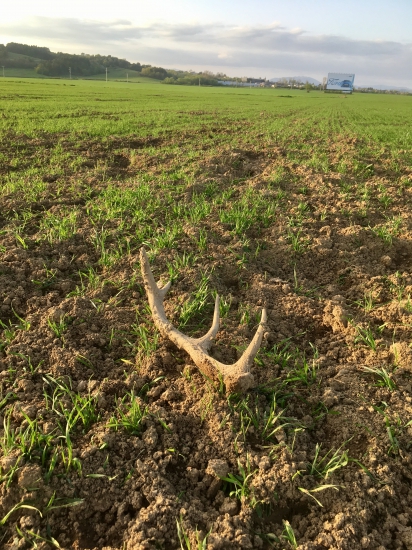 Dnešný čerstvý osmáčik...najdený z auta..