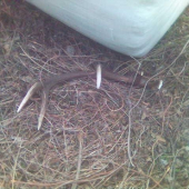 Dávna prechádzka s 5000 -12-toracik