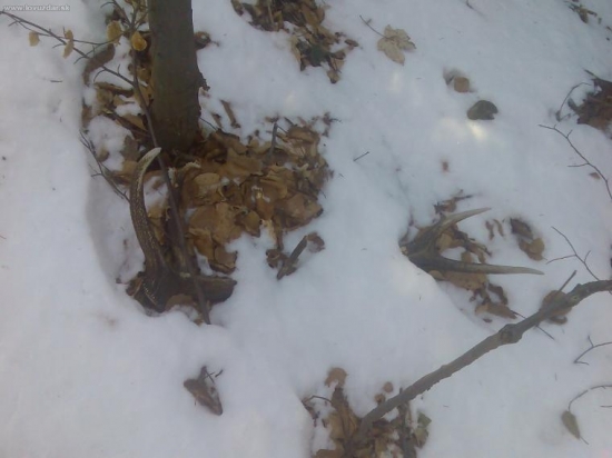 10-torak minulorocný,2,30kg