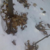 10-torak minulorocný,2,30kg