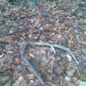 Dnešná prechádzka s lovecIS10(keď neprší aspoň kvapká:))