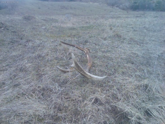 dnešný ale pošťastilo sa lovecIS10...