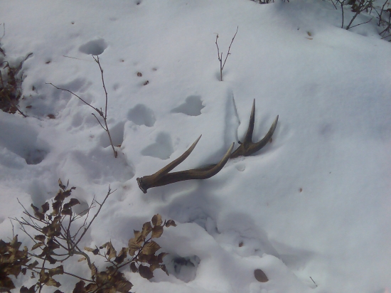 12 torák-prvý pohľad na tohto krásavca:)