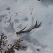 12 torák-prvý pohľad na tohto krásavca:)