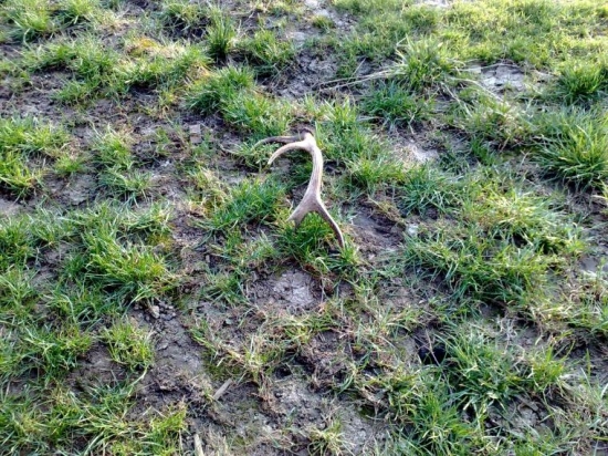 10-toracik na siatine