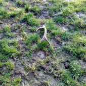 10-toracik na siatine