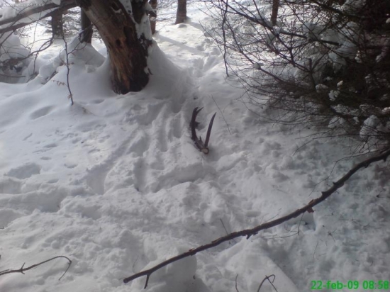 dvanastorák este z februára váha2.95kg