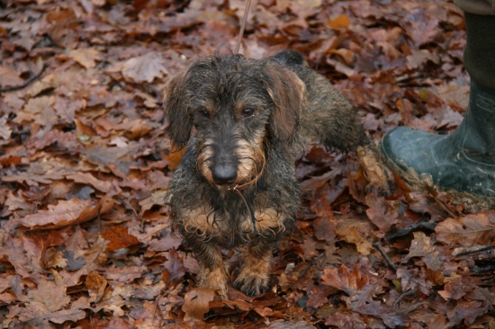 Hubo Žičiho pustatina - Brok