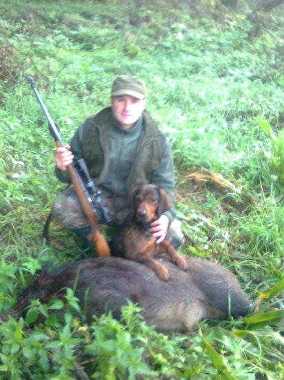 Gorov dohľadaný diviačik