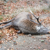 šestorák