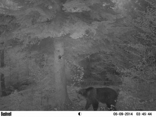 ...obľúbená jedľa...