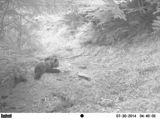 Ursus