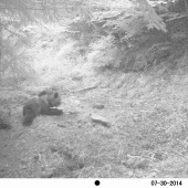 Ursus