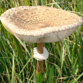 bedla