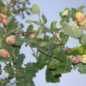 tohtorocne a je ich hodne