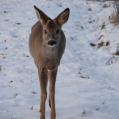 Prisla jeden meter odo mna