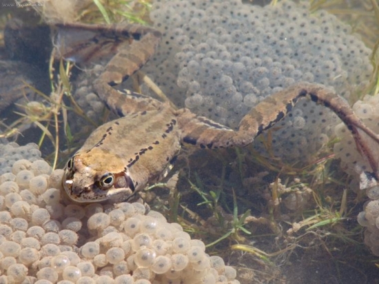 žaba z Belianskej doliny