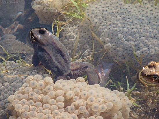žaby :)