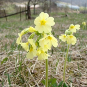 Prvosienka