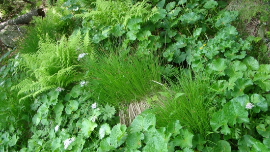 Prírodná lúka na Poľane-podmačana