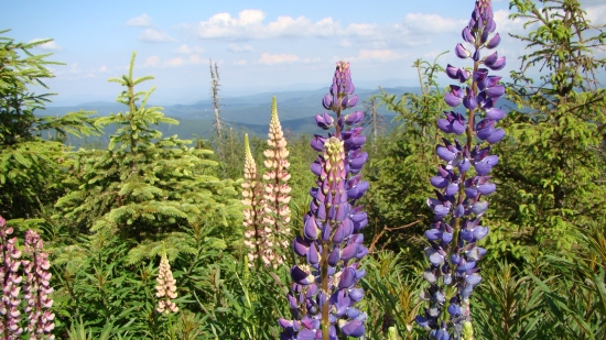 Vlčí bôb na Lysej hore