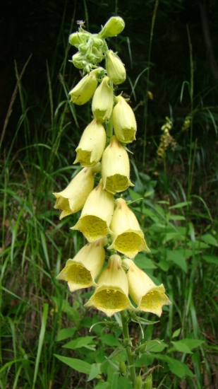 Náprstník velkokvetý