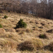 Caparka-Valaska Belá