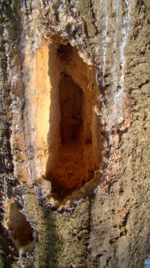 Dielo ďatla architekta