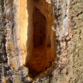 Dielo ďatla architekta