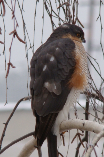 Sedel na tom konári 5 hodín :)
