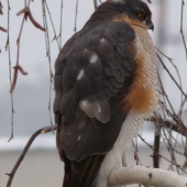 Sedel na tom konári 5 hodín :)