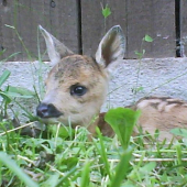 Srnček Bambi:)