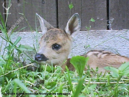 Srnček Bambi:)