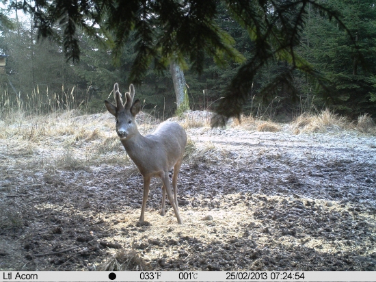 je tam fotopast nebo není??