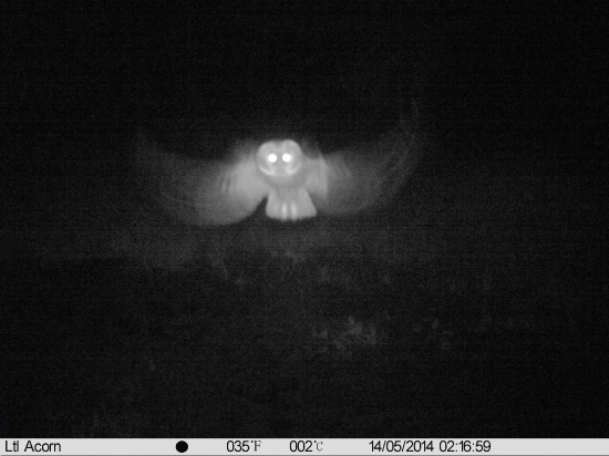 noční kontrola fotopasti