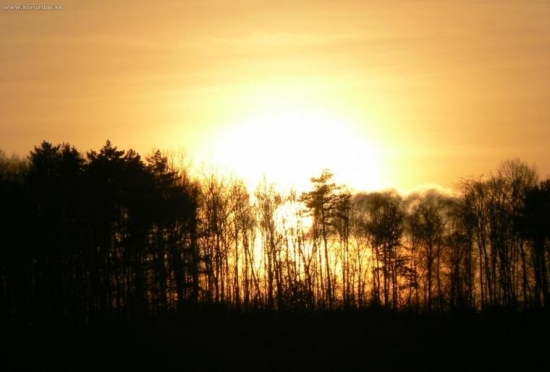 slnko v zajatí konárov