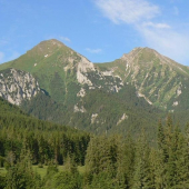 Vidli