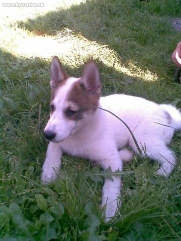 Bela biela breza, ked mala 2 mesiace